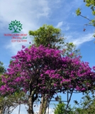 Hoa Giấy