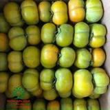 CÂY HỒNG GIÒN