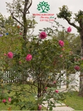 HOA HỒNG