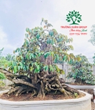 Cây Vú Sữa