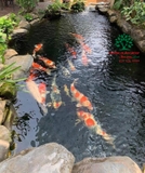 Hồ cá Koi 45