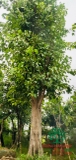 Cây Bồ Đề