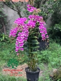 Hoa Lan