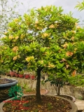 CÂY HOA MẪU ĐƠN TA (TRUYỀN THỐNG)