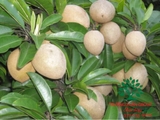 Cây Hồng Xiêm