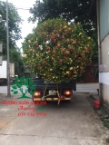 CÂY HOA MẪU ĐƠN TA (TRUYỀN THỐNG)