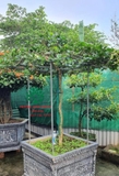 CÂY HOA NHÀI