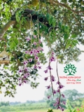 Hoa Lan