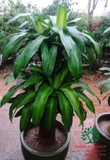 HOA THIẾT MỘC LAN