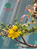 CÂY HOA  MAI VÀNG