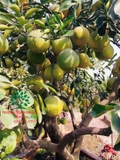 CÂY BƯỞI