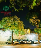 CÂY HOA SỮA