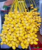 CÂY CHÀ LÀ