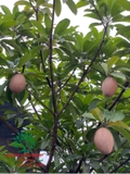 Cây Hồng Xiêm
