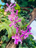 Hoa Lan