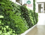 Vườn trên tường 24