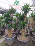HOA THIẾT MỘC LAN