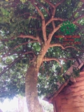 Cây Khế