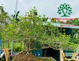 CÂY HOA MỘC HƯƠNG