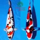 Hồ cá Koi 48