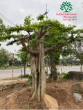 CÂY DUỐI