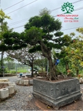 CÂY SANH