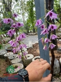 Hoa Lan