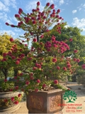 Hoa Giấy