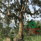 CÂY VỐI