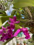 Hoa Lan