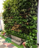 Vườn trên tường 21