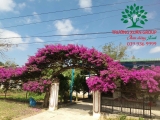 Hoa Giấy