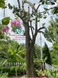 Cây Khế
