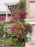 Hoa Giấy