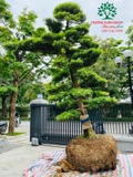 Thi công thực tế 79