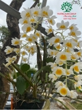 Hoa Lan