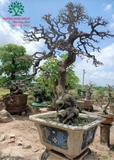 Cây Lộc Vừng