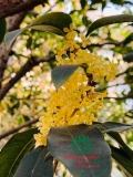 CÂY HOA MỘC HƯƠNG
