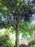 Cây Dâu Da Đất