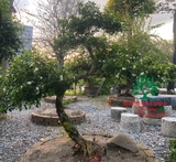 Cây Hoa Nguyệt Quế