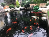 Hồ cá Koi 54