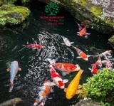 Hồ cá Koi 51