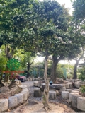 Cây Hoa Nguyệt Quế