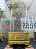 CÂY HOA NHÀI