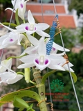 Hoa Lan