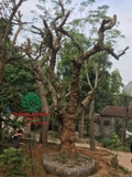 Cây Mít