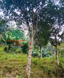 CÂY BƯỞI