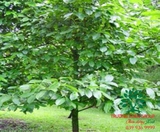 CÂY MĂNG CỤT