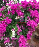 Hoa Giấy