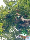 Cây Hồng Xiêm